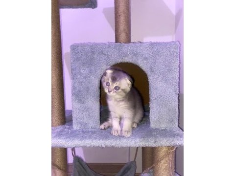 Teslime hazır scottish fold silver dişi