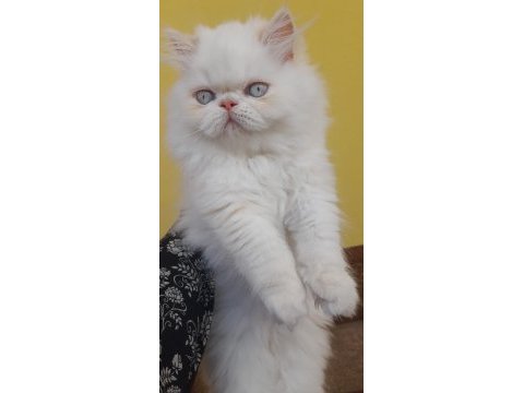 İran exotic longhair bebekler