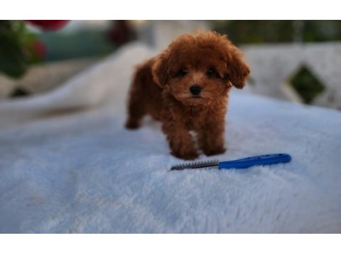 Kore poodle yavrular