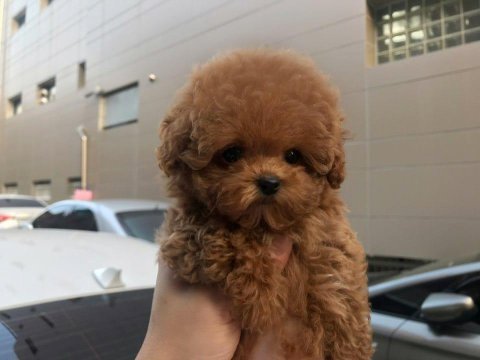 Sevgililee gününe özel toy poodle bebeklerim