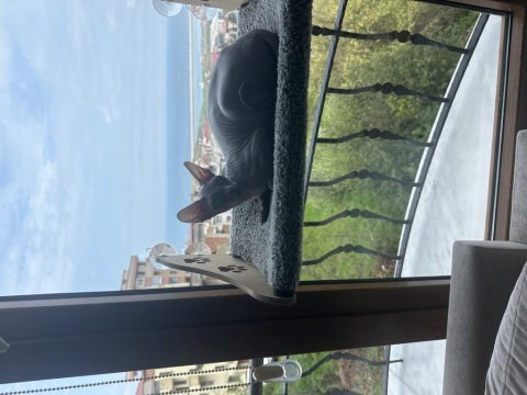 Sfenks dişi kedimiz yedi aylık