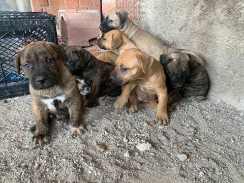 Presa canario köpekler