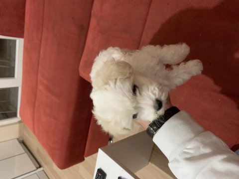 Bembeyaz çok akıllı terrier