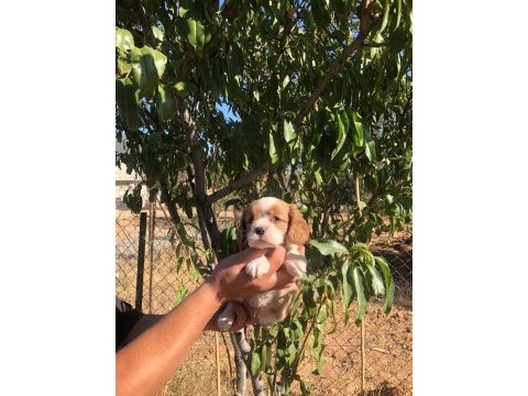 1. elden üreticisinden cavalier king charles yavrular