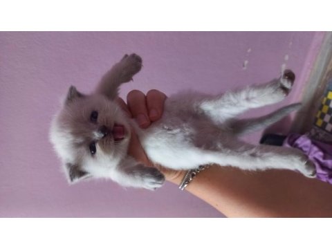 British shorthair