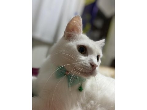 Ankara kedisi dişi