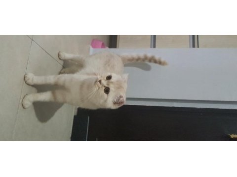 Dişi scottish fold