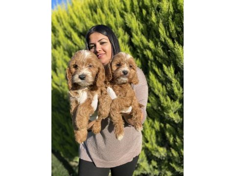 Safkan maltipoo yavrularım