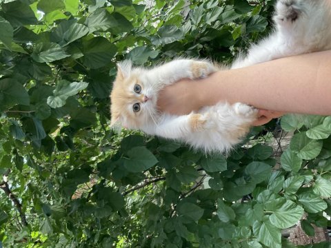 Safkan british longhair by12 ve ny12 yavrular