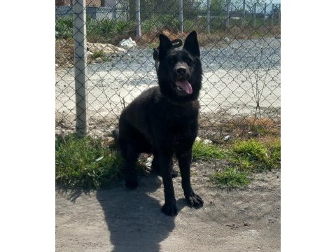 Hazır nazır eğitimli görev köpekleri