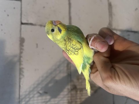 Yeni yeme düşmüş yavru muhabbet kuşları