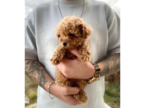 Pet tuvalet eğitimli kore poodle bebekler