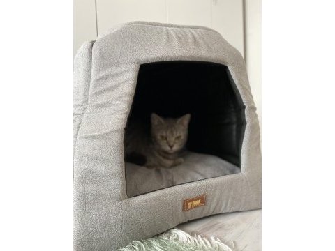 6 aylık dişi british shorthair