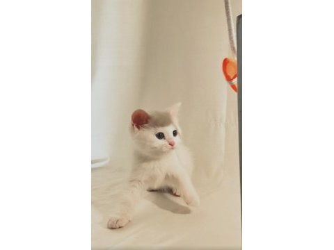 Şişman ve enerjik sevimli beyaz british shorthair