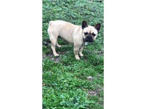 Micro 2 yaşında french bulldog kızımız