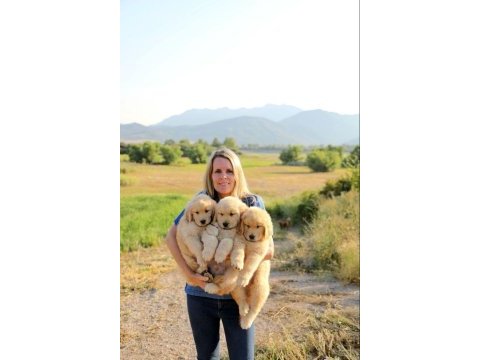Golden retriever yavrular istenirse kapınıza teslim