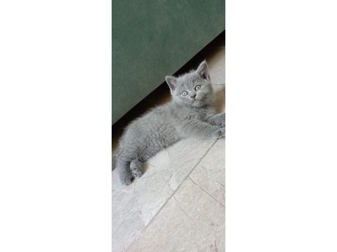 Top kafa ayıcık surat british shorthair