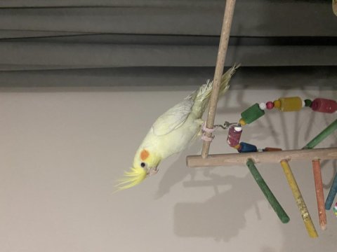Albino kırmızı göz 6 aylık dişi sultan papağanı