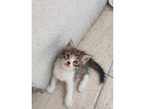 Beş yavru kedim