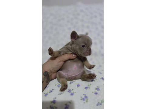 New shade ısabella tan french bulldog
