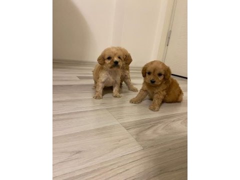 Irk ve sağlık garanti orjinal maltipoo bebeğimiz