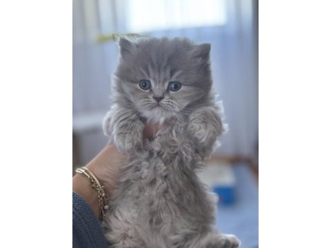 British longhair kedisi