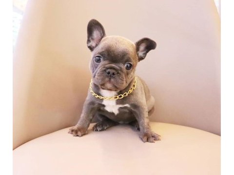 French bulldog yavruları
