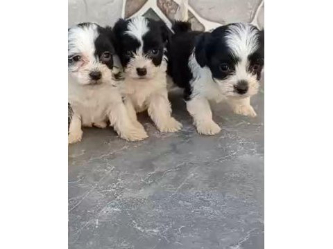 Mini boy maskeli morkie yavrular
