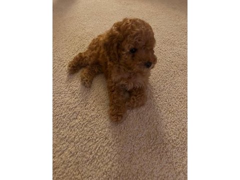 Orjinal toy poodle ırk garantili