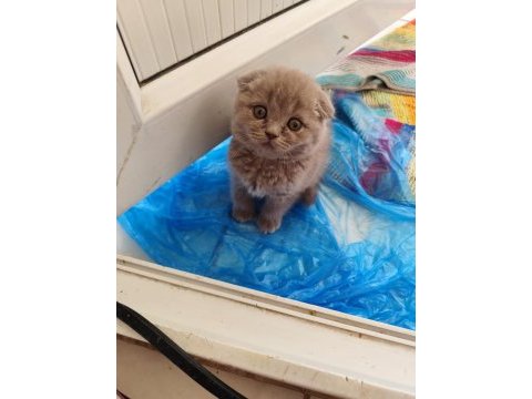 1 aylık scottish fold yavrular sahiplendirmek istiyorum