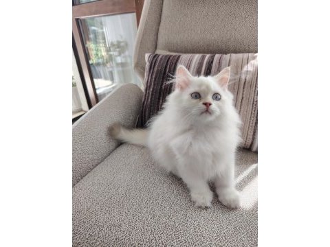 Kar beyazı british longhair yavrular
