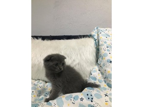 2 aylık 3 erkek bir dişi oyuncu yavrular scottish fold