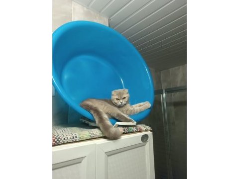 Sevimli dişi minnoş scottish fold