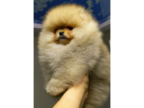 Teddy bear boo yavrular taksitle heryere gönderilir