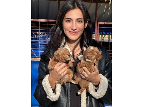 Maltipoo sevimli bebeklerimiz
