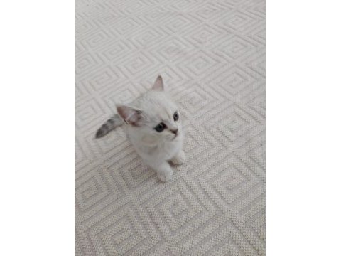 2 aylık british shorthair bebişimiz yeni ailesini arıyor