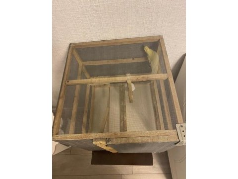 50x50x50 kuş kafesi