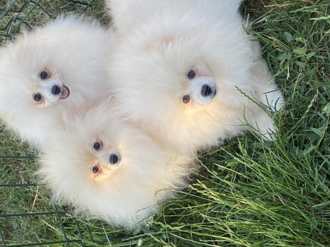 Pomeranian boo ayı surat bebekler