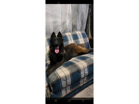 Sevgine zamanına emeğine değecek malinois arayanlara
