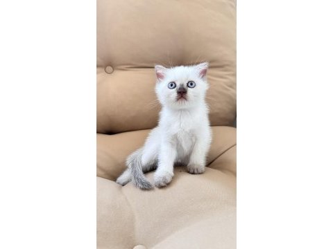 Scottish fold erkek 55 günlük
