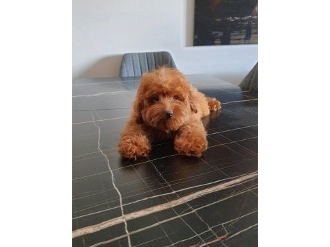 Red brown maltipoo