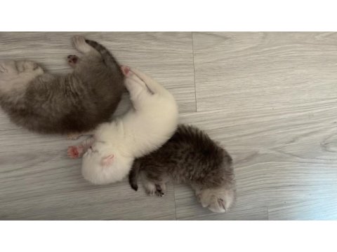 Safkan british shorthair yavrular