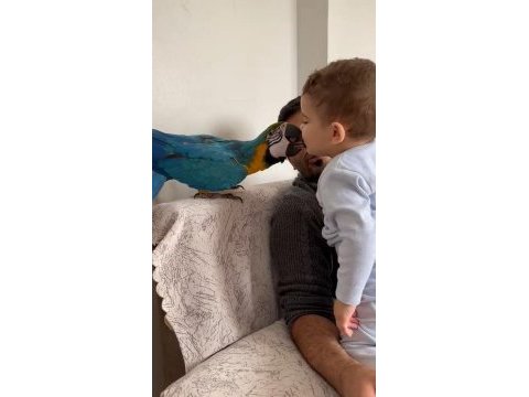 Efsane macaw yok böylesi uçarak ele gelir