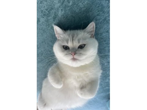 Masmavi gözler sıcak kanlı ve asil british shorthair
