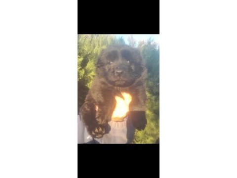 Chow chow çin aslanı siyah koca kafa ayı surat