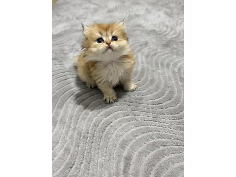 2 aylık yavrularımız golden british longhair