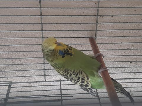 Jumbo muhabbet kuşu dişi üretim için uygundur