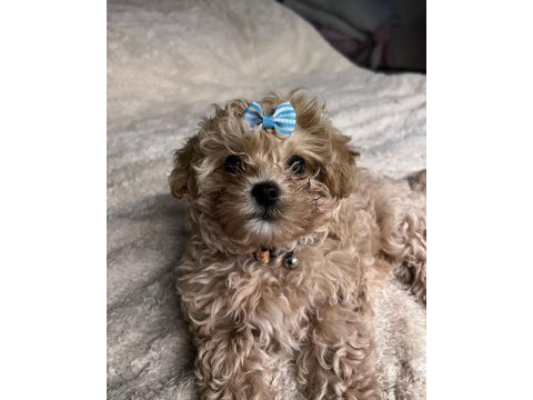 Kore kanı honey maltipoo 1.250 gr