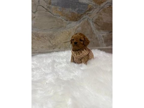 Maltipoo yavrularımız dişi erkek mevcut