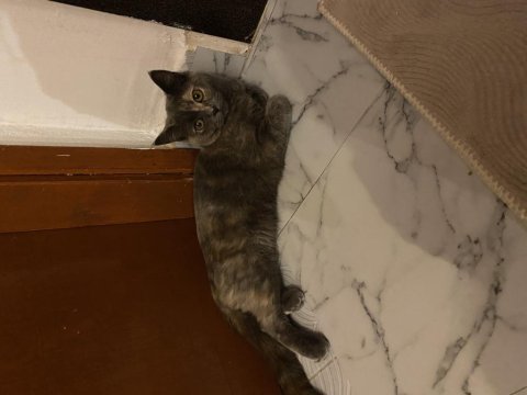 British shorthair puf puf tüylü dişi 7 aylık